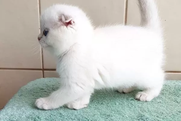 Bebişim Silver Scottish Fold
