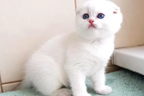 Bebişim Silver Scottish Fold