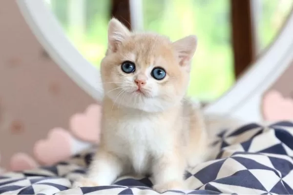 Dikkat Çeken By Golden British Shorthair