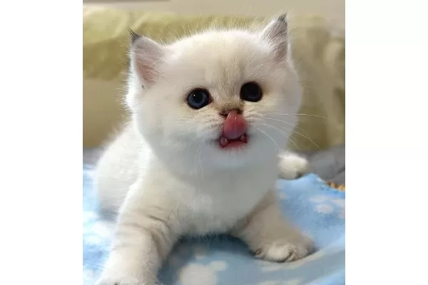 Bal Yanak Silver British Shorthair Ns1133