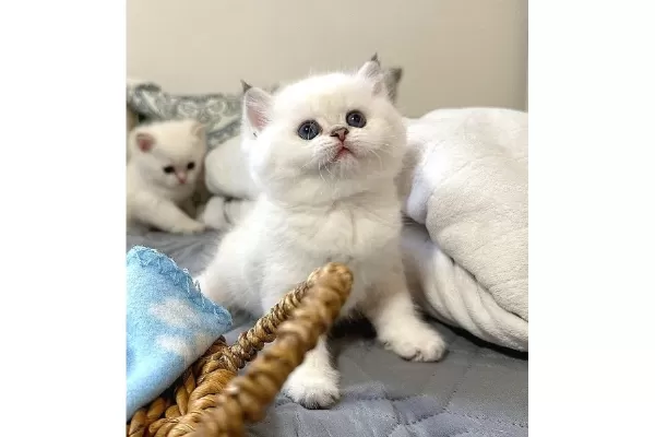 Bal Yanak Silver British Shorthair Ns1133