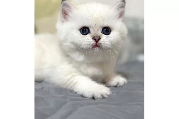 Bal Yanak Silver British Shorthair Ns1133