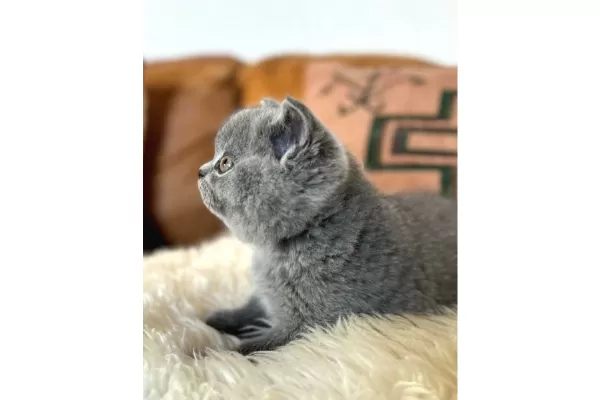 Kara Kuzum Gri British Shorthair