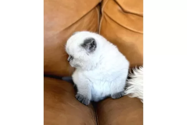 Yumos Gibi Blue Point British Shorthair