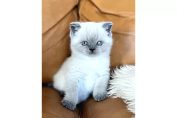 Yumos Gibi Blue Point British Shorthair