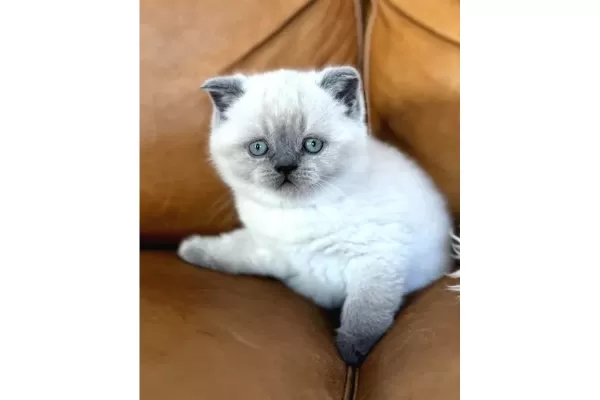 Yumos Gibi Blue Point British Shorthair