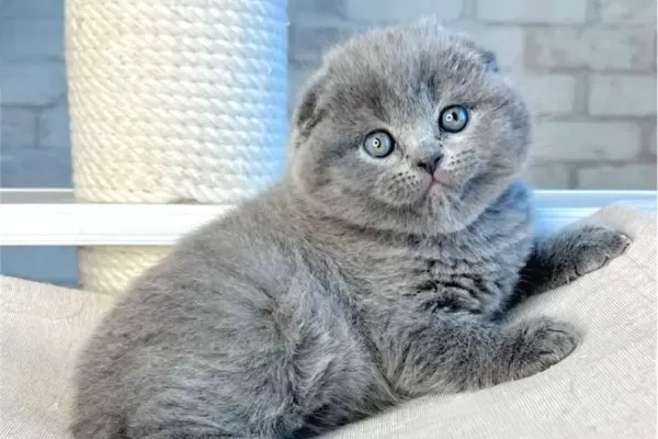 Mavi Boncuğum Gri Scottish Fold
