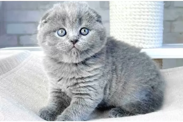 Mavi Boncugum Gri Scottish Fold