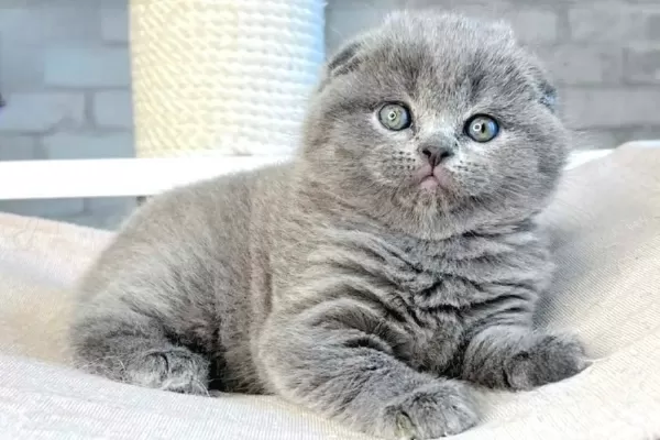 Mavi Boncuğum Gri Scottish Fold