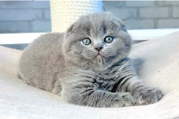 Mavi Boncuğum Gri Scottish Fold