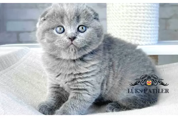 Mavi Boncuğum Gri Scottish Fold