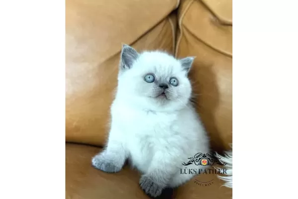 Yumos Gibi Blue Point British Shorthair