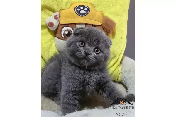 Ayıcık Surat Gri Scottish Fold Shorthair