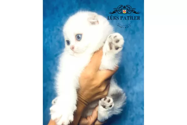 Nazarlık Bebek Silver Scottish Fold