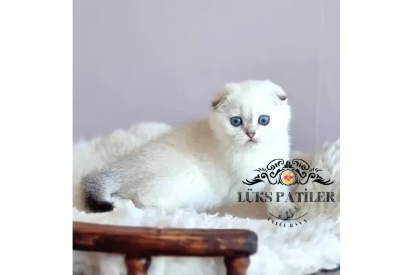 Top Kafacık Silver Scottish Fold