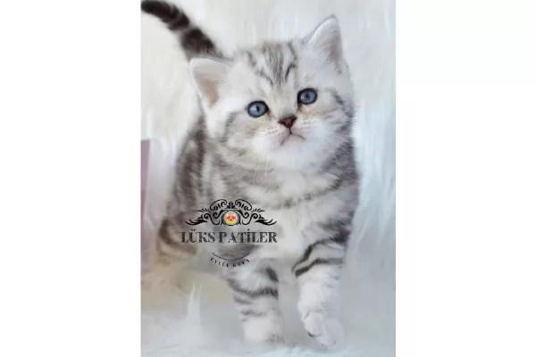 Dikkat Çekici Hatlarıyla Silver British Ns24