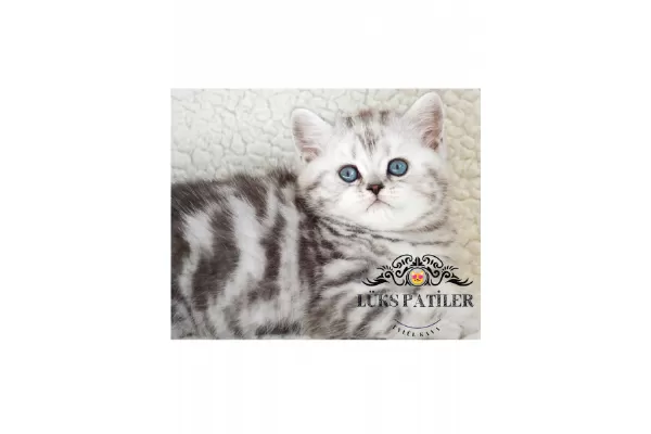 Dikkat Çekici Hatlarıyla Silver British Ns24
