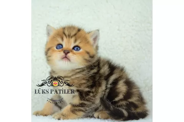 Etkileyici Blackgolden British Shorthair
