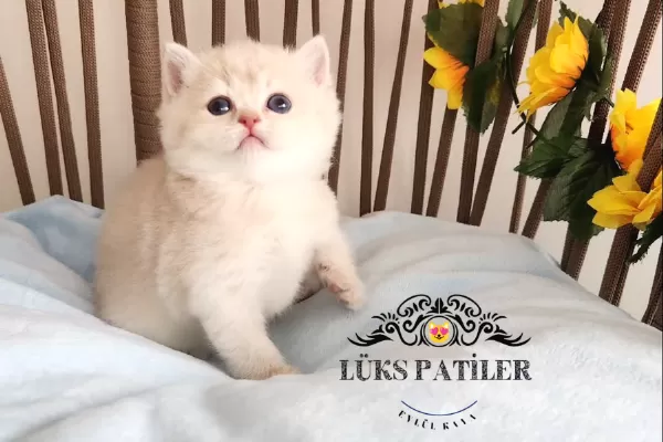 Altın Parlaklığında Golden British Shorthair