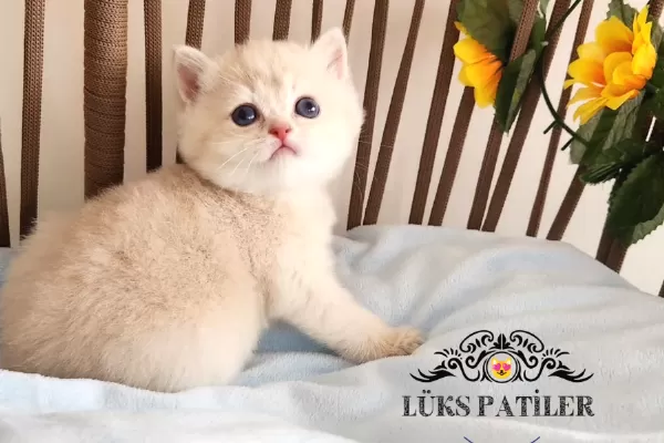 Altın Parlaklığında Golden British Shorthair