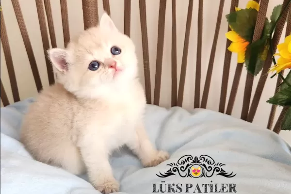 Altın Parlaklığında Golden British Shorthair