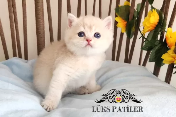 Altın Parlaklığında Golden British Shorthair