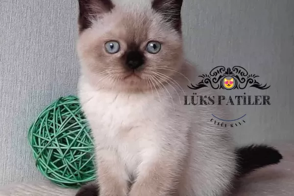 Bitter Çikolata Point British Shorthair