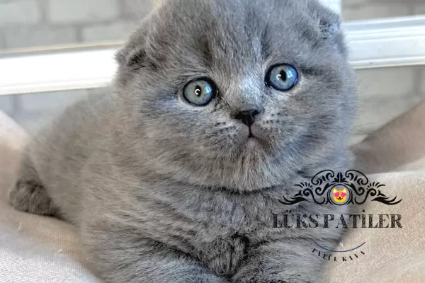 Ayıcık Surat Gri Scottish Fold Shorthair
