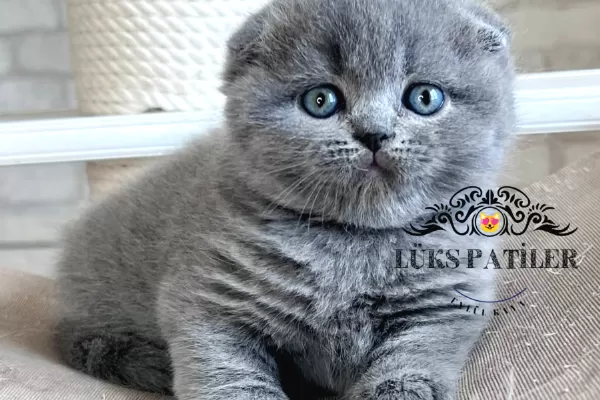 Ayıcık Surat Gri Scottish Fold Shorthair