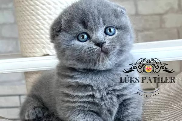 Ayıcık Surat Gri Scottish Fold Shorthair