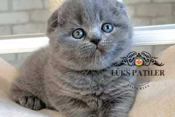 Ayıcık Surat Gri Scottish Fold Shorthair