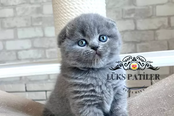 Ayıcık Surat Gri Scottish Fold Shorthair