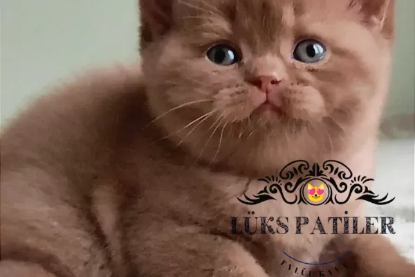 Dubai Çikolatası Tadında Chocolate British Shorthair