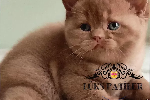 Dubai Çikolatası Tadında Chocolate British Shorthair