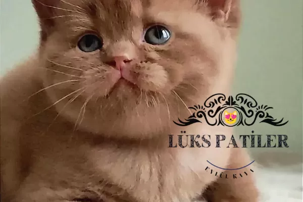 Dubai Çikolatası Tadında Chocolate British Shorthair