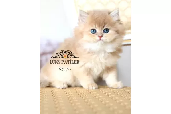 Altın Saçlı Golden British Longhair