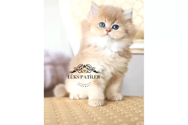 Altın Saçlı Golden British Longhair