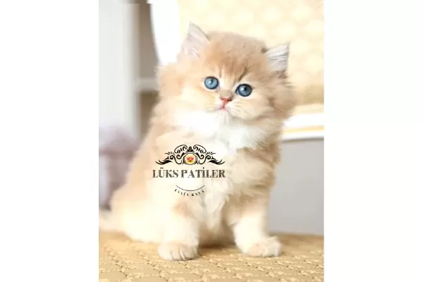 Altın Saçlı Golden British Longhair
