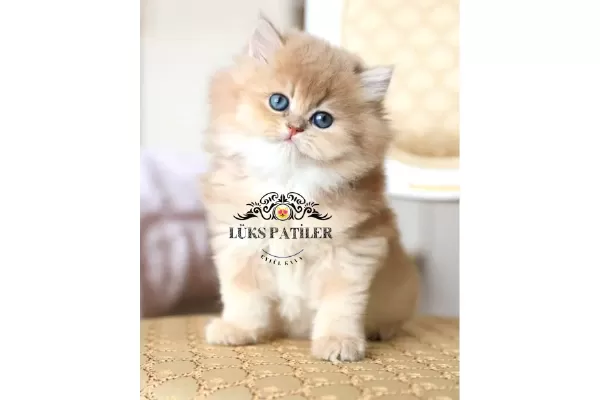 Altın Saçlı Golden British Longhair