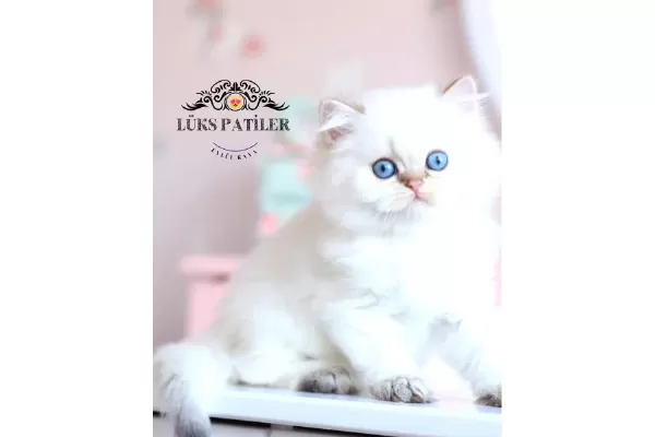 İpeksi tüylü Silver British Longhair
