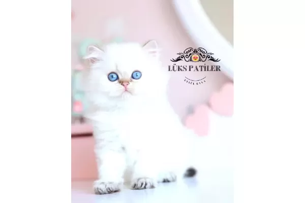 İpeksi tüylü Silver British Longhair
