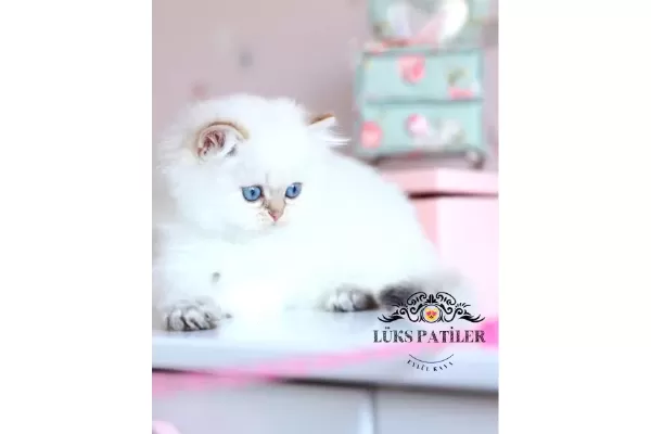 İpeksi tüylü Silver British Longhair
