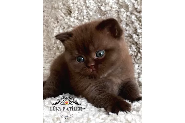 Petito Ayıcığı Chocolate British Shorthair