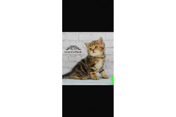 Etkileyici Blackgolden British Shorthair