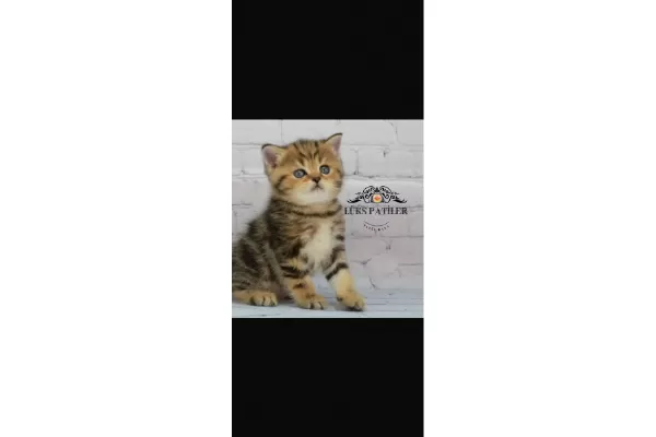 Etkileyici Blackgolden British Shorthair
