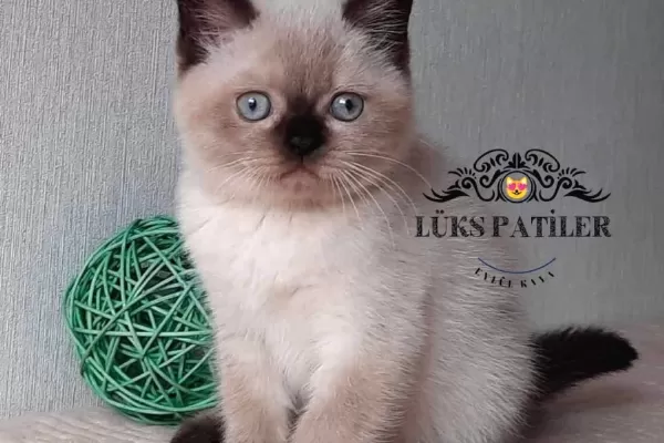 Bitter Çikolata Point British Shorthair