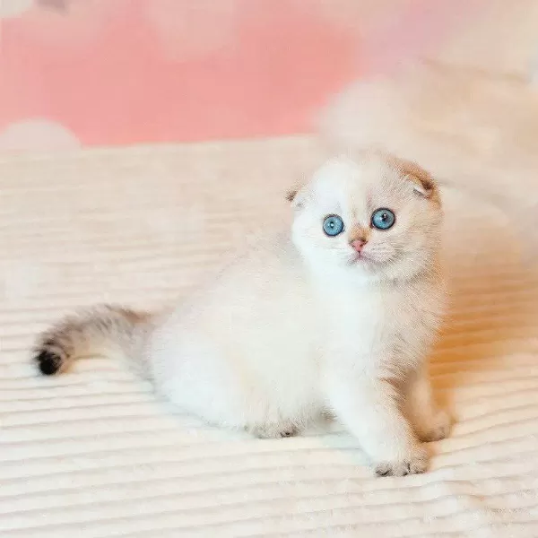 Masum Bebeğim Silver Scottish Fold