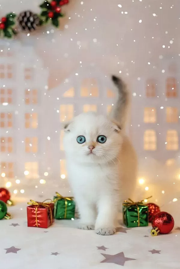 Masum Bebeğim Silver Scottish Fold