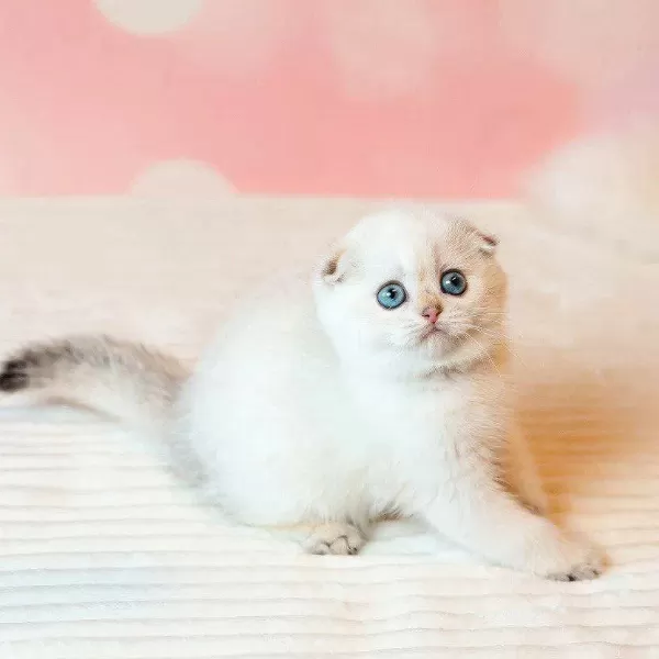 Masum Bebeğim Silver Scottish Fold