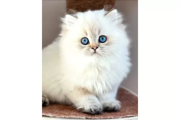 İpeksi tüylü Silver British Longhair